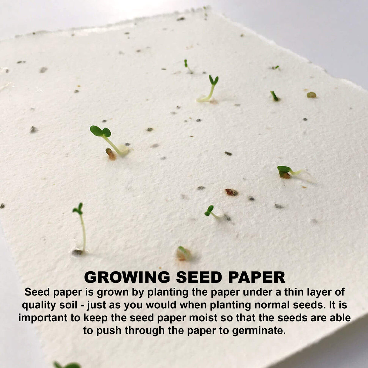 Daisy Seed Sticky Note Pad - Printed